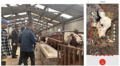 西海头村种植大户李大哥领会政